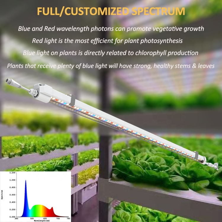 T5 Grow Lights 4ft Hydroponics - Grow Light T5 review and price