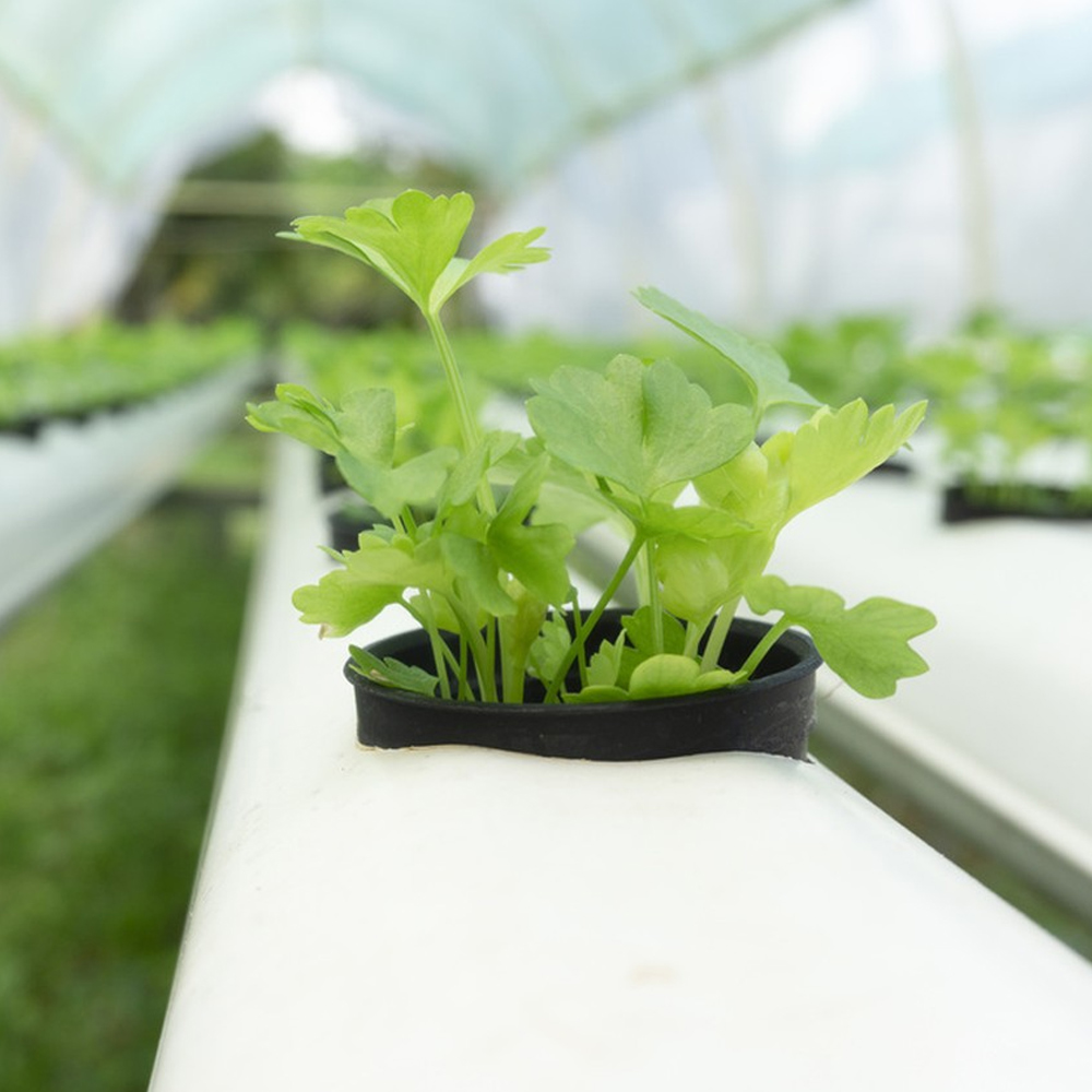 10PCS Greenhouse Black Plastic - Net Pot 3 Inch review and price